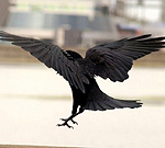 Чёрная ворона