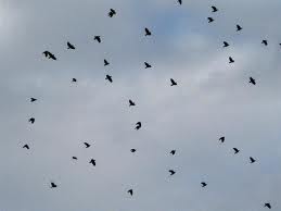 04.10.2011 | Самые загадочные птицы-вороны