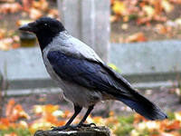 13.12.2012 | Некоторые разновидности воронов и суеверия, связанные с этой птицей